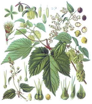 Hamei (Humulus lupulus)