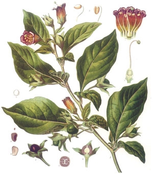 Matraguna (Atropa belladonna)