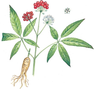 Panax Ginseng