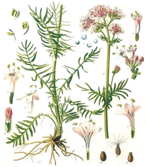 Valeriana (Valeriana officinalis)