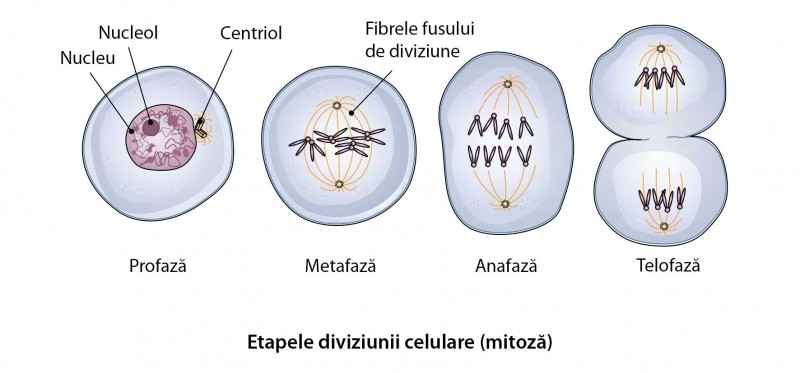 mitoza seed